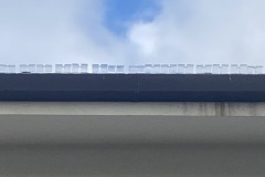 Pigeon free